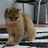 Irina Sheptun 