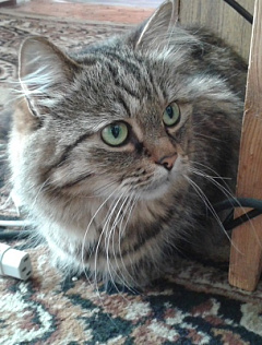Murka Namine 